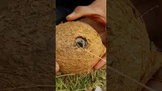 Refreshing Essence of Forest Regular Coconut Water #survival #outdoors #bushcraft #camping #shorts