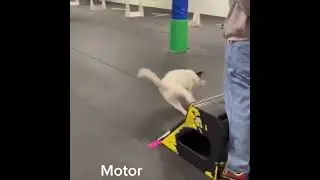 These dog races are intense   720P HD