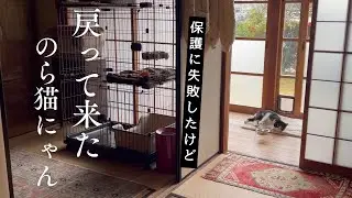 The stray cat I failed to rescue has returned