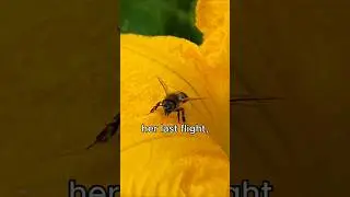 The AMAZING Effort Of A Struggling Bee To Collect Nectar