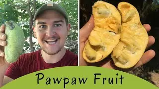 How To Find Pawpaw, North America's Tropical Fruit