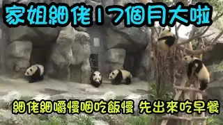 1月15日 家姐細佬滿17個月喇，細佬今早自己出來吃早餐，吃完竹筍到餐桌吃竹葉，家姐遲出門，吃完自己的竹筍來細佬身邊坐下一齊吃#大熊貓家姐細佬#大熊貓加加得得 #panda
