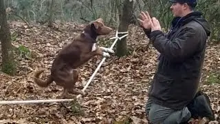 Amazing Acrobatic Dog - Slackline