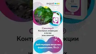 🟣 Sinclair is a fungicide seed treatment for various crops and potato tubers.