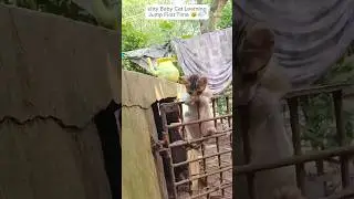 Baby Cat Learning to Jump for the First Time 😺💨&rdquo;baby cat jump, kitten first jump, cute cat shorts, f