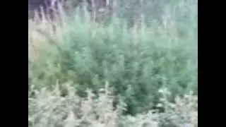MOV00427 spaces ru