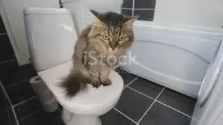 Discover the Cuteness: Adorable Kitten's Vintage Bathroom Adventure #kitten #cat #cute #aicatcover