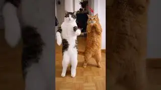 Dance Cat Ai