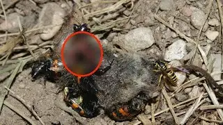 9 Worst Parents Found in the Animal Kingdom
