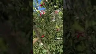 Among the sage &mdash; Salvia &ldquo;Hot Lips&rdquo; in the garden