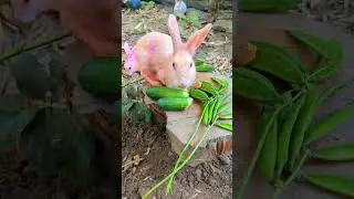 #rabbit #bunny #cuterabbit #RabbitLife