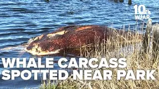 Minke whale carcass spotted near park in Rhode Island