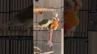 One love shared by two ❤️ #fyp #parrot #앵무새 #birdsong #conure #попугай #parrets #korea #한국어