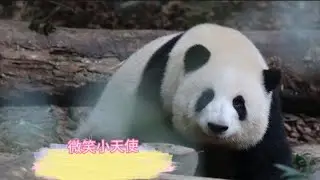 12.05吃饭、喝水都会微笑看向游客的花宝叽，看到小天使心里就不由得很平静
