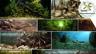 Top 10 aquarium of Biotop Aquarium Design Contest 2018. Cinematic.