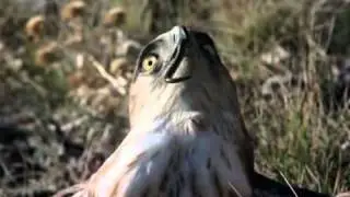 EHYLT_&Aacute;guila culebrera
