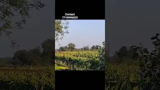 Vibrant cacti create a tapestry of exotic beauty... #dragonfruitfarm #organicfarming #youtubeshorts