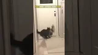 WWE CAT CHOKE SLAM🤣🤣🤣real one