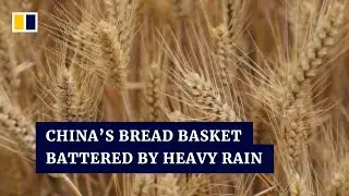 Farmers in China rush to harvest wheat after heavy rains damage crops