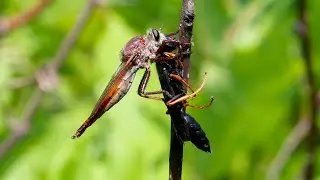 Fly vs Wasp