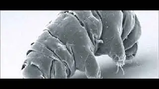 Jamie Stephan - Minibiotus