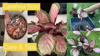How to Propagate CALATHEA ROSY Care and Tips