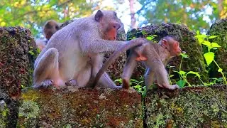 Funny Play And Relaxing Wild Monkeys | Ellen With Little Evelyn