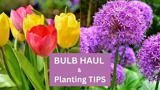 FALL Bulb HAUL for SPRING Blooms