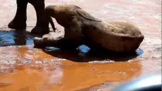 Baby Elephant Faceplanting In Mud