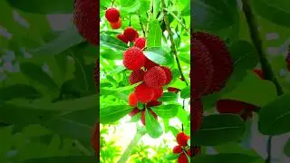 Bayberry Fruit Benefits & Taste | The Superfruit You Need to Try!