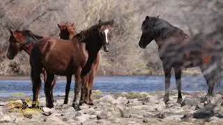 Salt River Mustangs