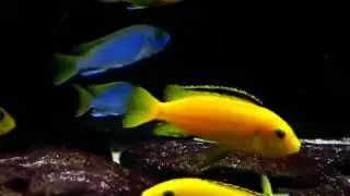 Malawi Biotope Tank 700 liters (19 months)