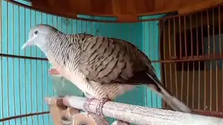 MANTAP SUARA PERKUTUT BANGKOK USIA 6 BULAN PRODUK SILWAK BIRD FARM
