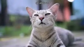 Why Do Cats Do Airplane Ears? Understanding Feline Body Language and Behavior Explained!