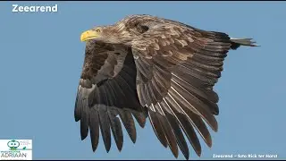 Webinar Roofvogels en Uilen in Europa