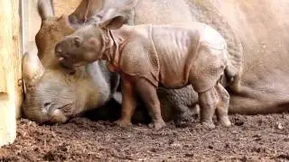 Playful Indian Rhino Calf at Three Weeks Old