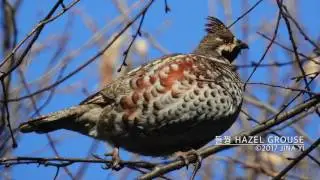Hazel Grouse, Pallas's Rosefinch and Long-tailed Rosefinch at Namhansanseong, South Korea