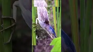 Bittern Bird catching Small Fish  Wincent   jnQHB #bird #nature #wildlife