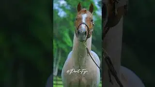 Relincho caballo rosillo