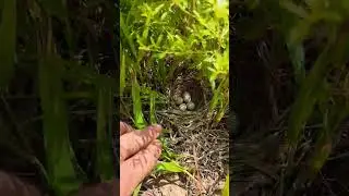Tiny ground nesting bird nest