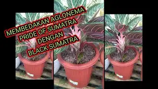 Aglonema Pride OF Sumatra VS Aglonema Black Sumatra