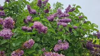 syringa vulgaris Lilac plant care in the  Uk/silgys Rose Garden/Malayalam Granden Uk