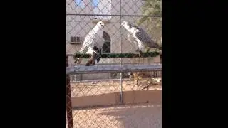 Breeding falcons