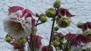 May 29, 2016 - Columbine 'Pink Petticoat' Aquilegia Vulgaris