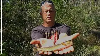 AMP Vlogs - Trout Fishing in Northern Wisconsin