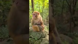 Feeding a group of monkey Bakery items cake bread buns  A real man feeding group of monkey 11