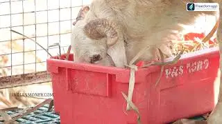 Goat And Sheep Farming Course Trailer in Telugu | ffreedom app