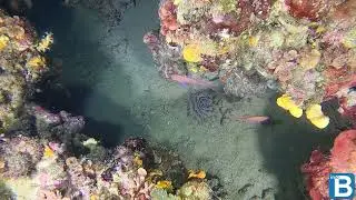 Peacock worm - Sabella pavonina - Spirografo Bispira viola