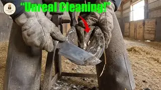 Horse Hoof Deep Clean | Real Farrier Tools and Sounds