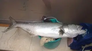 PESCA DE ANJOVAS O LIRIOS POR ALEXPESCATORE